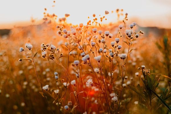 Irina Iriser באתר PEXELS ניהיליסט: חזית חדשה לקפיצת גדילה שלושה חודשים